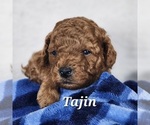 Puppy Tajin Poodle (Toy)