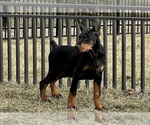 Puppy Fang AKC Doberman Pinscher