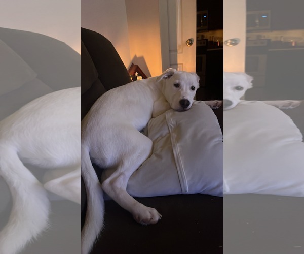 Medium Photo #11 Siberian Husky-Unknown Mix Puppy For Sale in Holly Springs, NC, USA