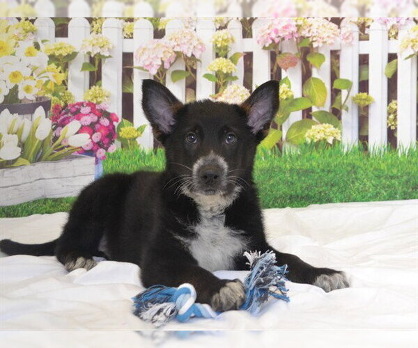 Medium Photo #1 Mutt Puppy For Sale in Oroville, CA, USA