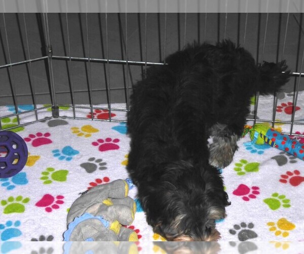Medium Photo #3 Havashire Puppy For Sale in ORO VALLEY, AZ, USA
