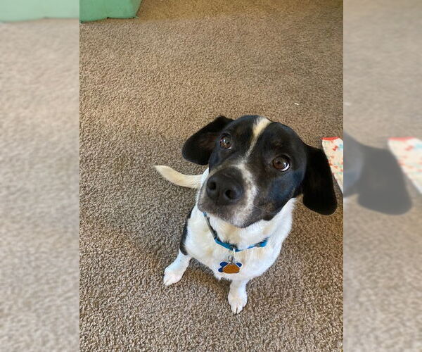 Medium Photo #3 Beagle-Unknown Mix Puppy For Sale in Minneapolis, MN, USA