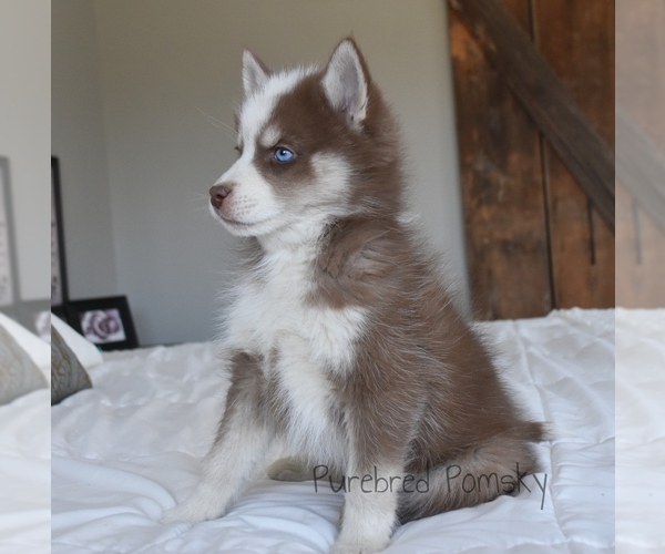 Medium Photo #2 Pomsky Puppy For Sale in KANSAS CITY, MO, USA