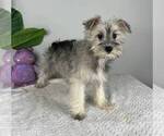 Small Photo #2 Schnauzer (Miniature) Puppy For Sale in FRANKLIN, IN, USA