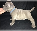Small Photo #5 American Bully Puppy For Sale in MILLVILLE, NJ, USA