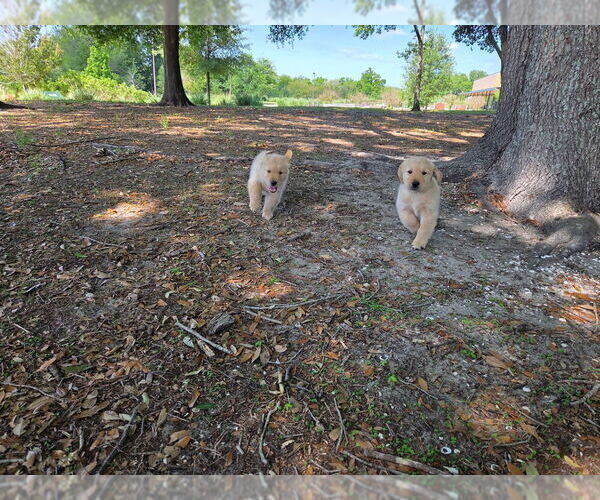 Medium Photo #6 Golden Retriever Puppy For Sale in PLANT CITY, FL, USA