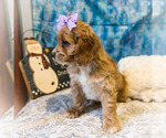 Small #4 Cockapoo