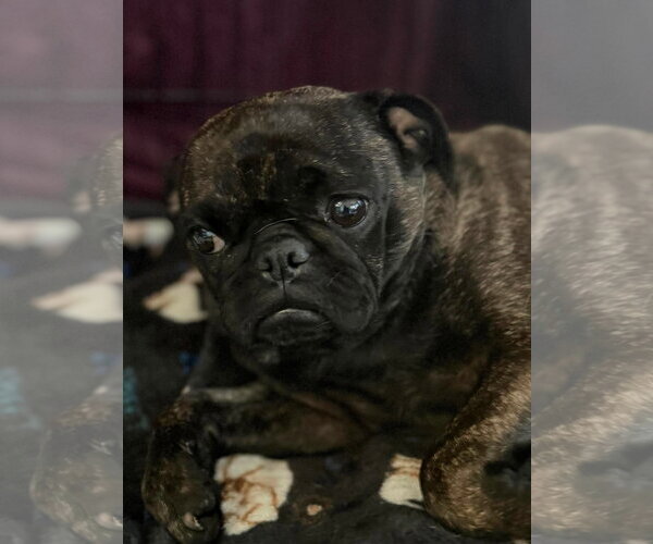 Medium Photo #2 Pug-Unknown Mix Puppy For Sale in San Diego, CA, USA