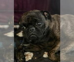 Small #1 Pug Mix