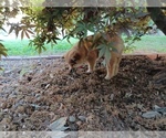 Puppy Big girl Shiba Inu