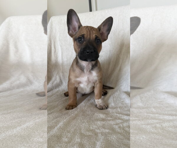 Medium Photo #2 French Bulldog Puppy For Sale in St. Louis Park, MN, USA