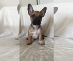 Small #1 French Bulldog