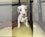 Small #11 Dalmatian