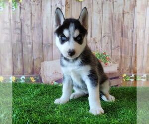 Siberian Husky Puppy for sale in ARTHUR, IL, USA