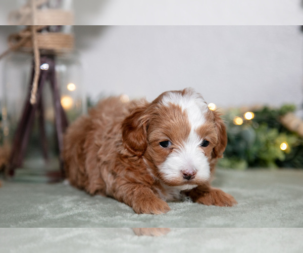 Medium Photo #3 Maltipoo (Toy) Puppy For Sale in GOSHEN, IN, USA