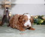 Small #2 Maltipoo (Toy)