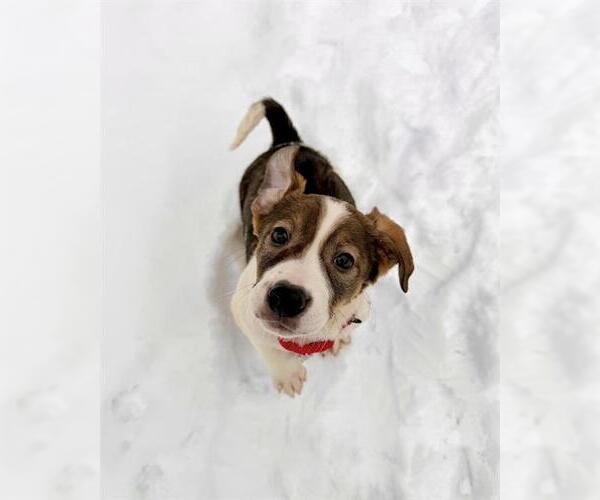 Medium Photo #1 Treeing Walker Coonhound-Unknown Mix Puppy For Sale in Dedham, MA, USA