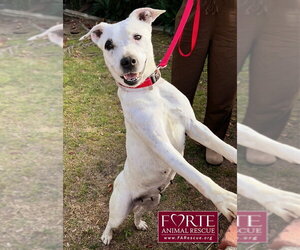 Stella - Female Bull Terrier-Dalmatian Mix Dog for Adoption - Photo #4