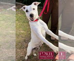 Small #3 American Staffordshire Terrier-Rat Terrier Mix
