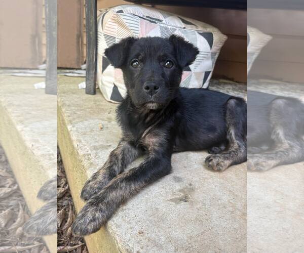 Medium Photo #1 Mutt Puppy For Sale in Greenville, SC, USA