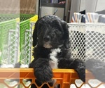 Puppy ASPEN Sheepadoodle