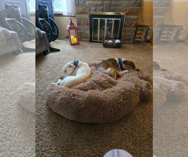 Medium Photo #3 Saluki Puppy For Sale in Cherry Hill, NJ, USA