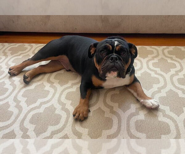 Medium Photo #3 Bulldog Puppy For Sale in San Diego, CA, USA
