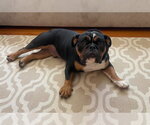 Small #2 Bulldog