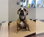 Small #8 Boxer Mix