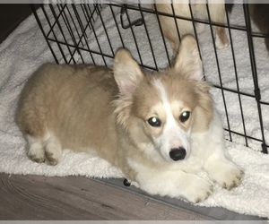 Mother of the Pembroke Welsh Corgi puppies born on 06/12/2022