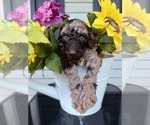 Small Photo #26 Poodle (Standard) Puppy For Sale in RISING SUN, MD, USA