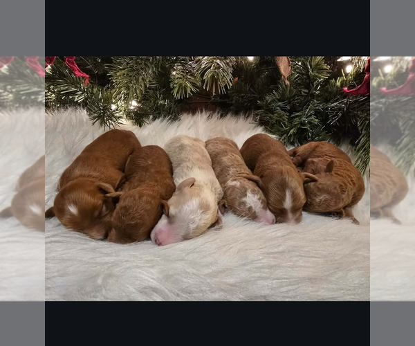 Medium Photo #3 Goldendoodle mix (+ Poodle Miniature) Puppy For Sale in MILLVILLE, MN, USA