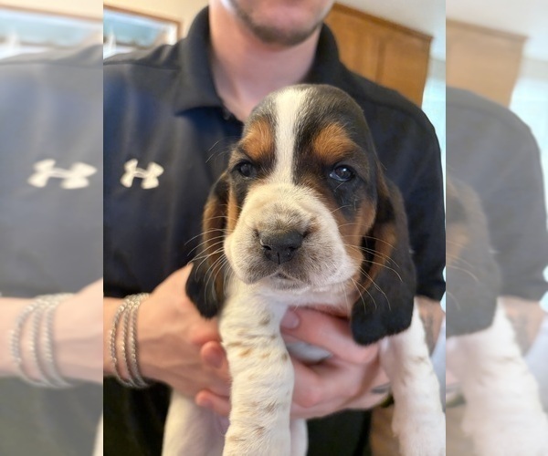 Medium Photo #3 Basset Hound Puppy For Sale in VERNON ROCKVILLE, CT, USA