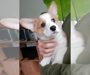 Pembroke Welsh Corgi Puppy for sale in YUCCA VALLEY, CA, USA