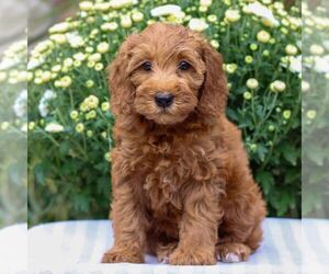 Goldendoodle (Miniature) Puppy for sale in EAST EARL, PA, USA