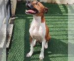 Small #7 Boxer Mix