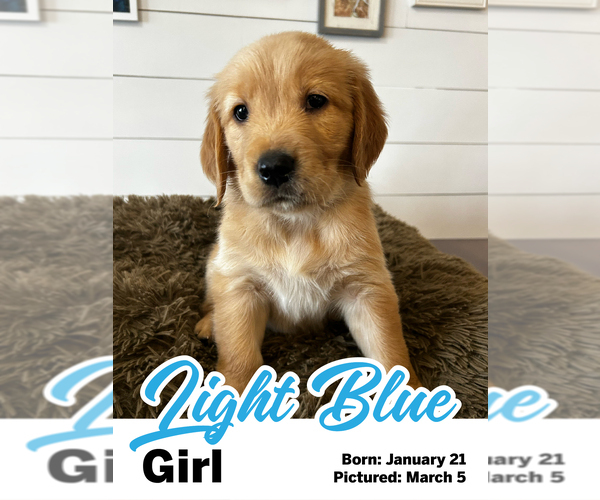Medium Photo #9 Golden Retriever Puppy For Sale in SANTAQUIN, UT, USA