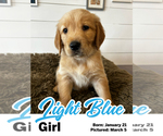 Puppy Light Blue Girl Golden Retriever