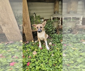 Australian Cattle Dog-Chihuahua Mix Puppy for sale in DUNDEE, OH, USA