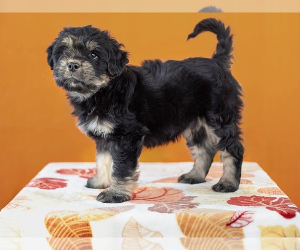 Medium Photo #3 Mutt Puppy For Sale in Rochester, NY, USA