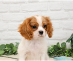 Small #3 Cavalier King Charles Spaniel