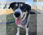 POKI - Male Siberian Husky-Unknown Mix Dog for Adoption - Small photo