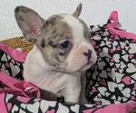 Small #3 Faux Frenchbo Bulldog