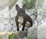 Small Photo #1 French Bulldog Puppy For Sale in BIG RAPIDS, MI, USA