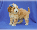 Small #2 Cavapoo (Miniature)