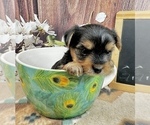 Small #5 Yorkshire Terrier