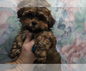 ShihPoo Puppy for sale in RANDOLPH, MA, USA