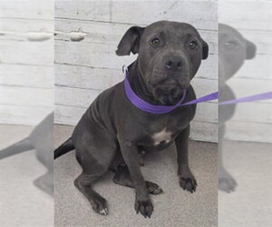 Mutt Dogs for adoption in San Bernardino, CA, USA