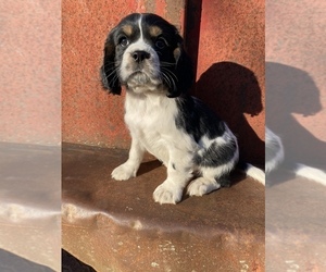 Cockalier Puppy for sale in SENECA, MO, USA