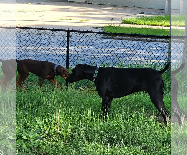 Medium Photo #22 Doberman Pinscher Puppy For Sale in Buffalo, MN, USA